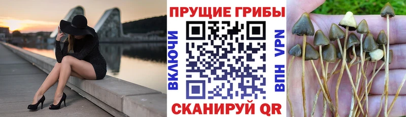 Псилоцибиновые грибы Psilocybe Ермолино