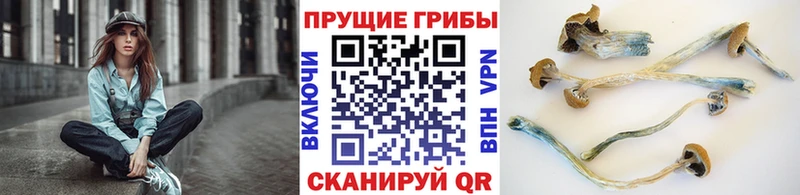 Галлюциногенные грибы Cubensis  блэк спрут как войти  Ермолино 